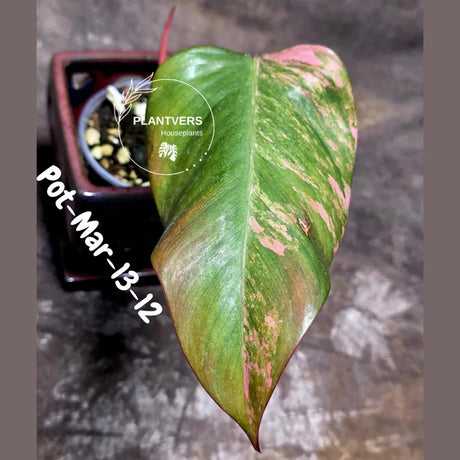 Variegated Philodendron Strawberry Shake - Rare Collector Plant - EXACT Plant - US Seller