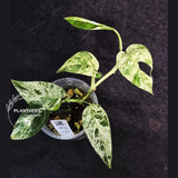 RARE Variegated Epipremnum Pinnatum Albo - Exact SAME Plant - US Seller