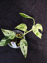 RARE Variegated Epipremnum Pinnatum Albo - Exact SAME Plant - US Seller