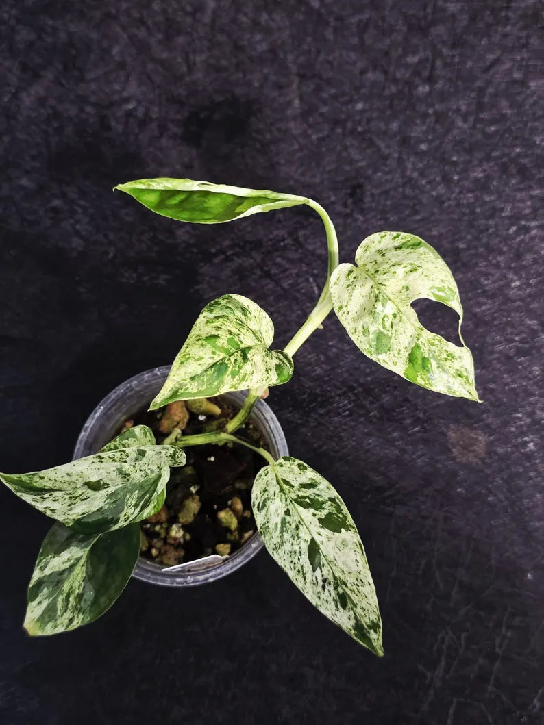 RARE Variegated Epipremnum Pinnatum Albo - Exact SAME Plant - US Seller