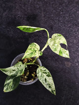 RARE Variegated Epipremnum Pinnatum Albo - Exact SAME Plant - US Seller