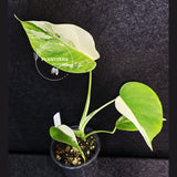 Variegated Monstera Albo - Rare White Monstera Borsigiana Baby Plant - EXACT Plant - US Seller