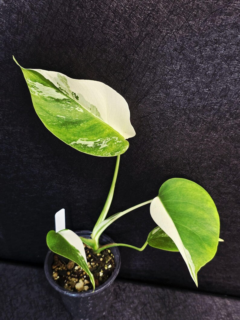 Variegated Monstera Albo - Rare White Monstera Borsigiana Baby Plant - EXACT Plant - US Seller