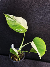 Variegated Monstera Albo - Rare White Monstera Borsigiana Baby Plant - EXACT Plant - US Seller