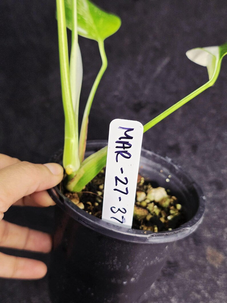 Variegated Monstera Albo - Rare White Monstera Borsigiana Baby Plant - EXACT Plant - US Seller