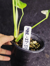 Variegated Monstera Albo - Rare White Monstera Borsigiana Baby Plant - EXACT Plant - US Seller