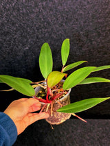 Reverted Philodendron Strawberry Shake Live Plant - Rare Collector Plant - EXACT Plant - US Seller
