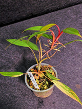 Reverted Philodendron Strawberry Shake Live Plant - Rare Collector Plant - EXACT Plant - US Seller