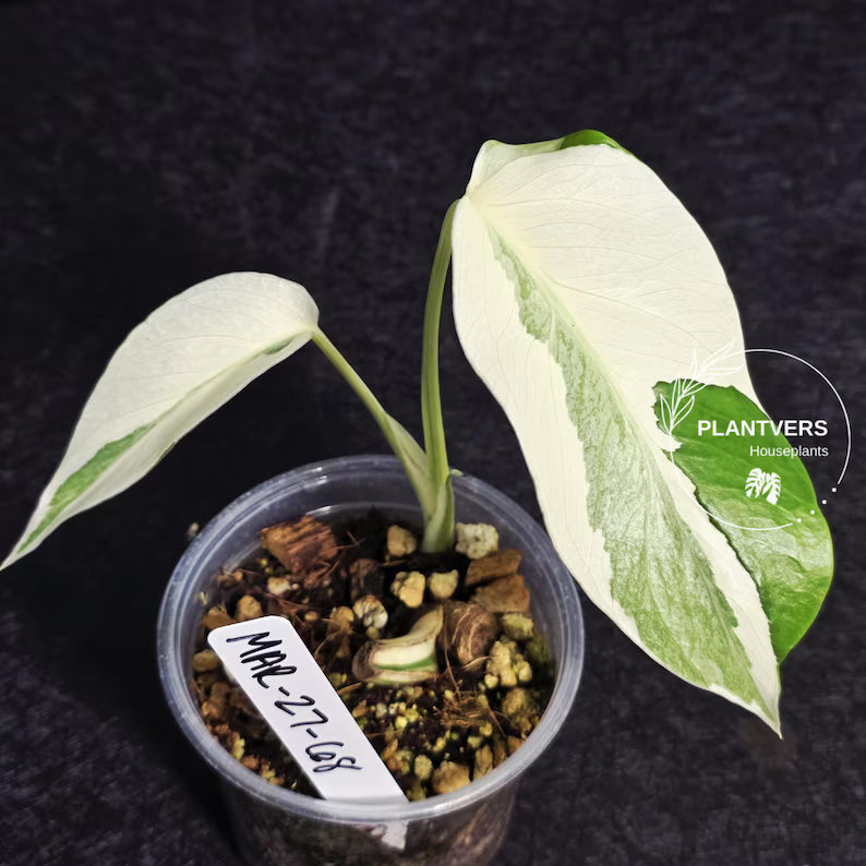 Variegated Monstera Albo - Rare White Monstera Borsigiana Baby Plant - EXACT Plant - US Seller