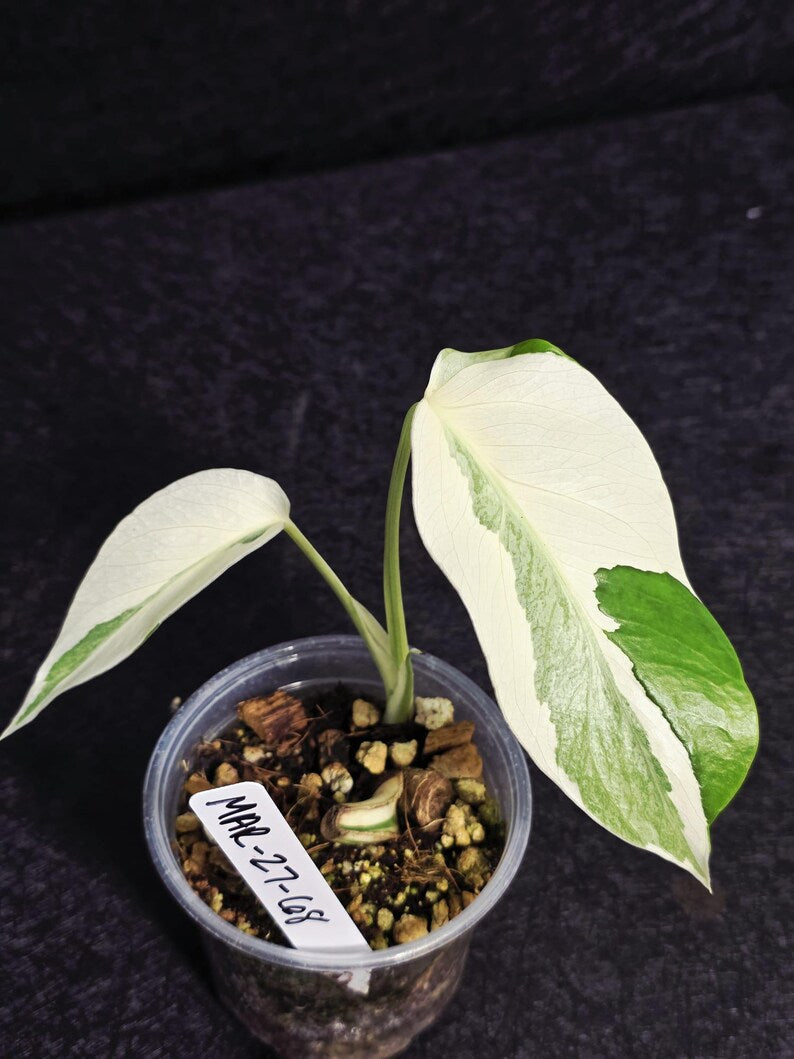 Variegated Monstera Albo - Rare White Monstera Borsigiana Baby Plant - EXACT Plant - US Seller