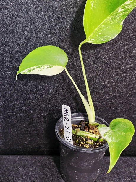 Variegated Monstera Albo - Rare White Monstera Borsigiana Baby Plant - EXACT Plant - US Seller