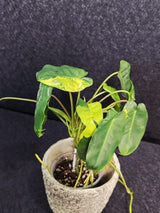 Variegated Burle Marx Philodendron Plant - Tropical Houseplant - Rare EXACT Plant - US Seller