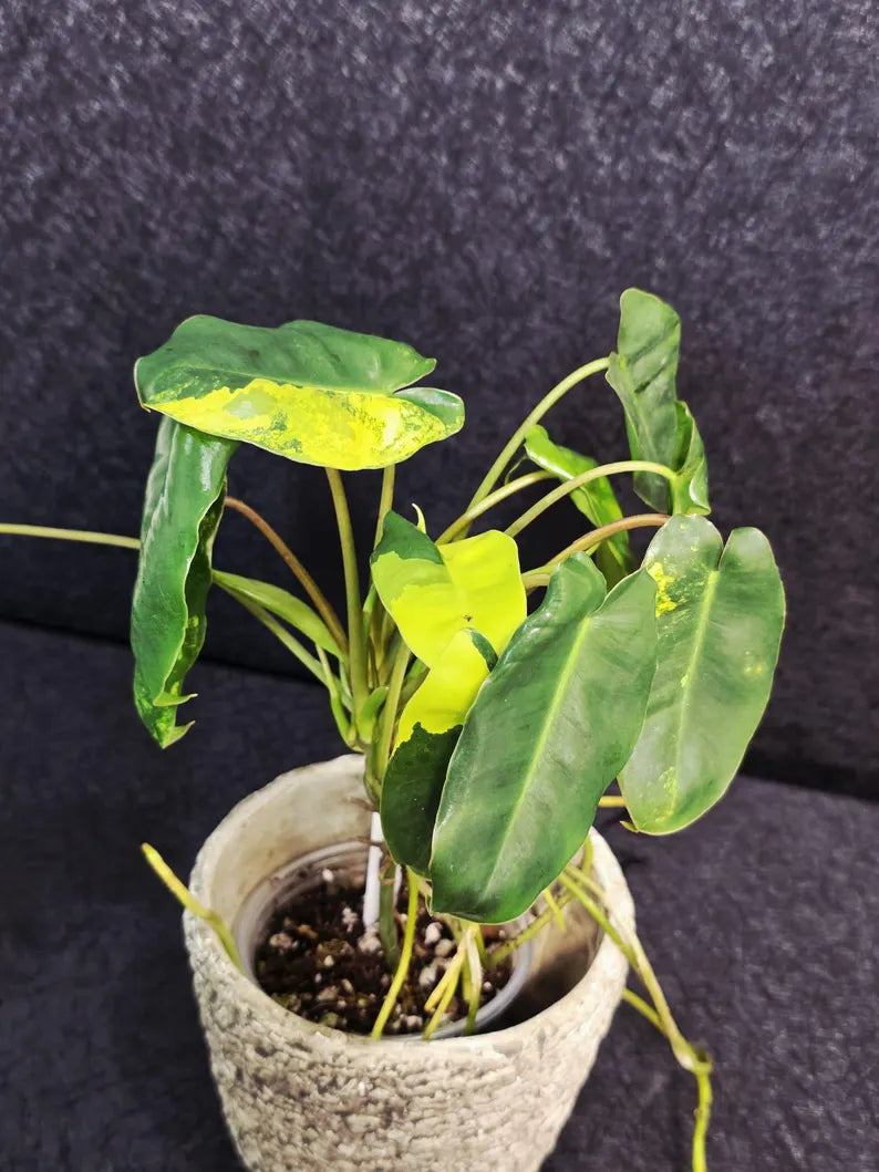 Variegated Burle Marx Philodendron Plant - Tropical Houseplant - Rare EXACT Plant - US Seller