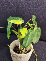 Variegated Burle Marx Philodendron Plant - Tropical Houseplant - Rare EXACT Plant - US Seller