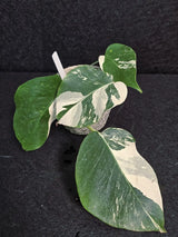 Variegated Monstera Albo - Rare White Monstera Borsigiana Baby Plant - EXACT Plant - US Seller