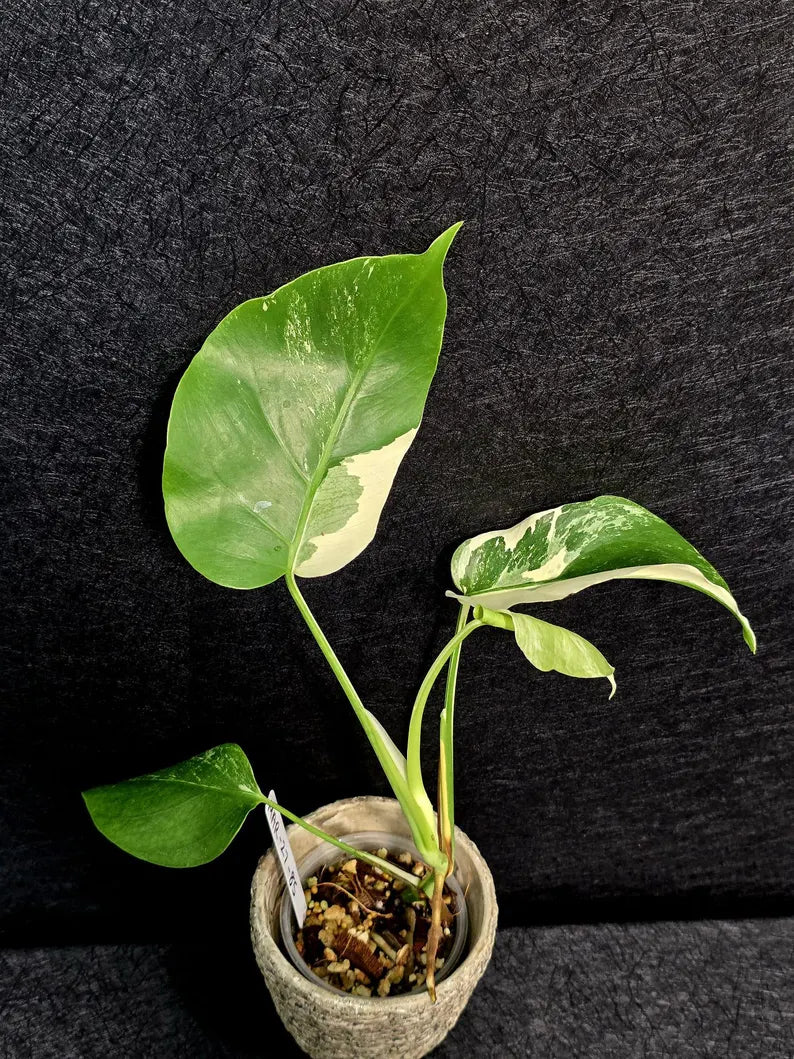 Variegated Monstera Albo - Rare White Monstera Borsigiana Baby Plant - EXACT Plant - US Seller