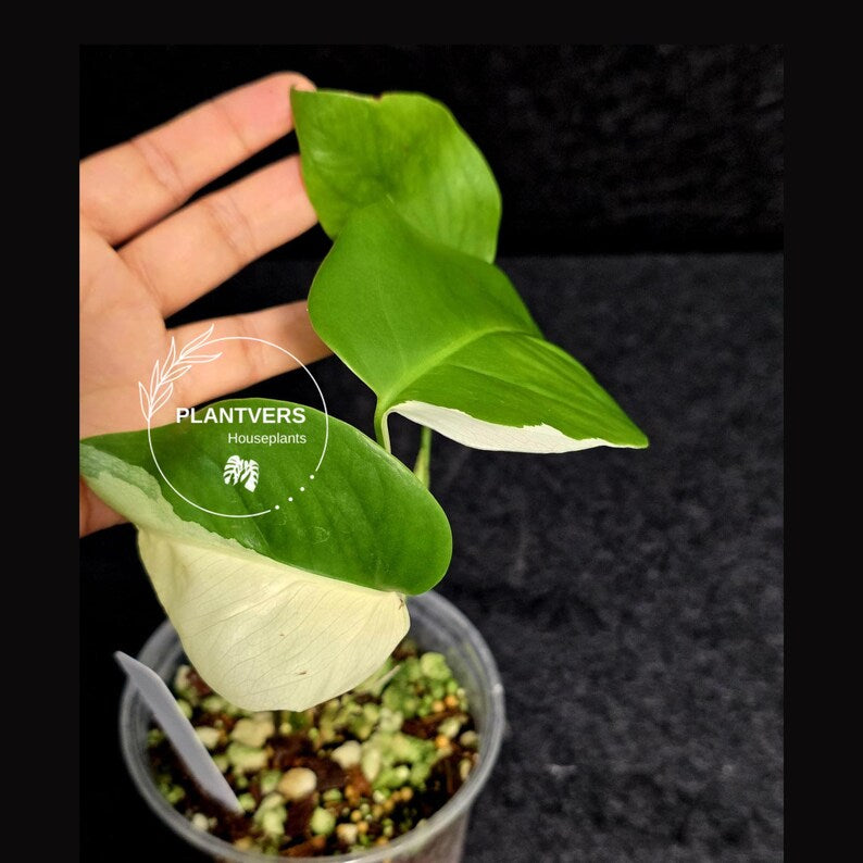 Variegated Monstera Albo - Rare White Monstera Borsigiana Baby Plant - EXACT Plant - US Seller