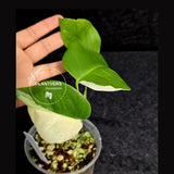 Variegated Monstera Albo - Rare White Monstera Borsigiana Baby Plant - EXACT Plant - US Seller