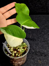 Variegated Monstera Albo - Rare White Monstera Borsigiana Baby Plant - EXACT Plant - US Seller