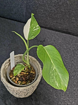 Rare Variegated Monstera Albo Half-Moon Leaf Plant - White Albo Borsigiana EXACT Plant - US Seller