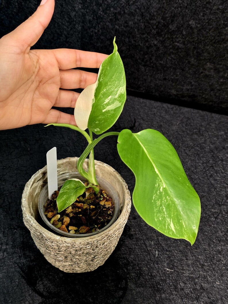 Rare Variegated Monstera Albo Half-Moon Leaf Plant - White Albo Borsigiana EXACT Plant - US Seller