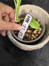 Rare Variegated Monstera Albo Half-Moon Leaf Plant - White Albo Borsigiana EXACT Plant - US Seller