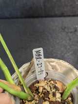 Monstera Aurea Variegated Borsigiana - Rare Monstera Marmota - Exact SAME Plant - US Seller