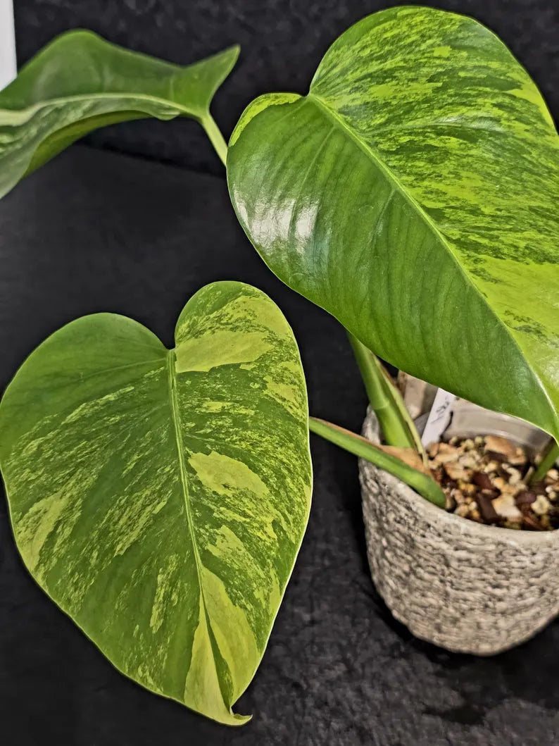 Monstera Aurea Variegated Borsigiana - Rare Monstera Marmota - Exact SAME Plant - US Seller