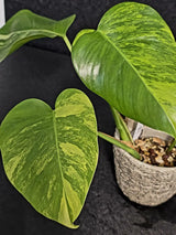 Monstera Aurea Variegated Borsigiana - Rare Monstera Marmota - Exact SAME Plant - US Seller