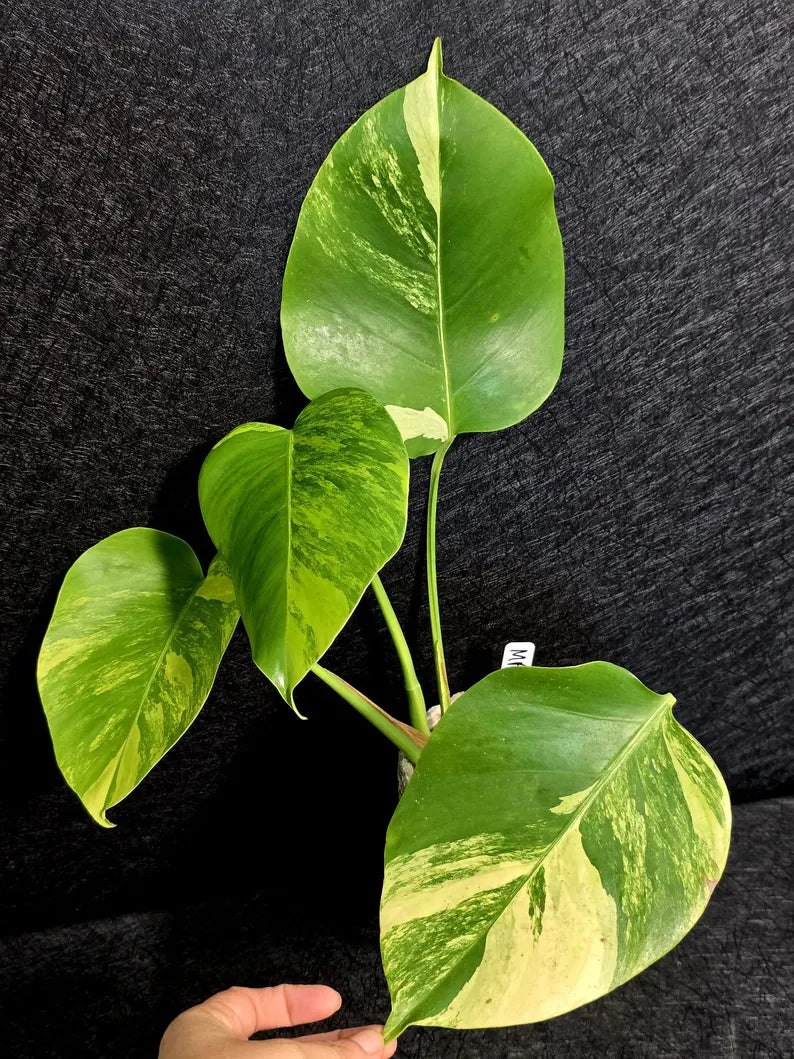 Monstera Aurea Variegated Borsigiana - Rare Monstera Marmota - Exact SAME Plant - US Seller