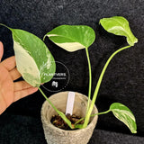 Variegated Monstera Albo - Rare White Monstera Borsigiana Baby Plant - EXACT Plant - US Seller