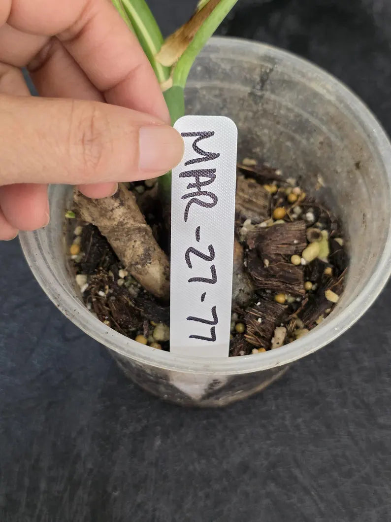 Variegated Monstera Albo - Rare White Monstera Borsigiana Baby Plant - EXACT Plant - US Seller