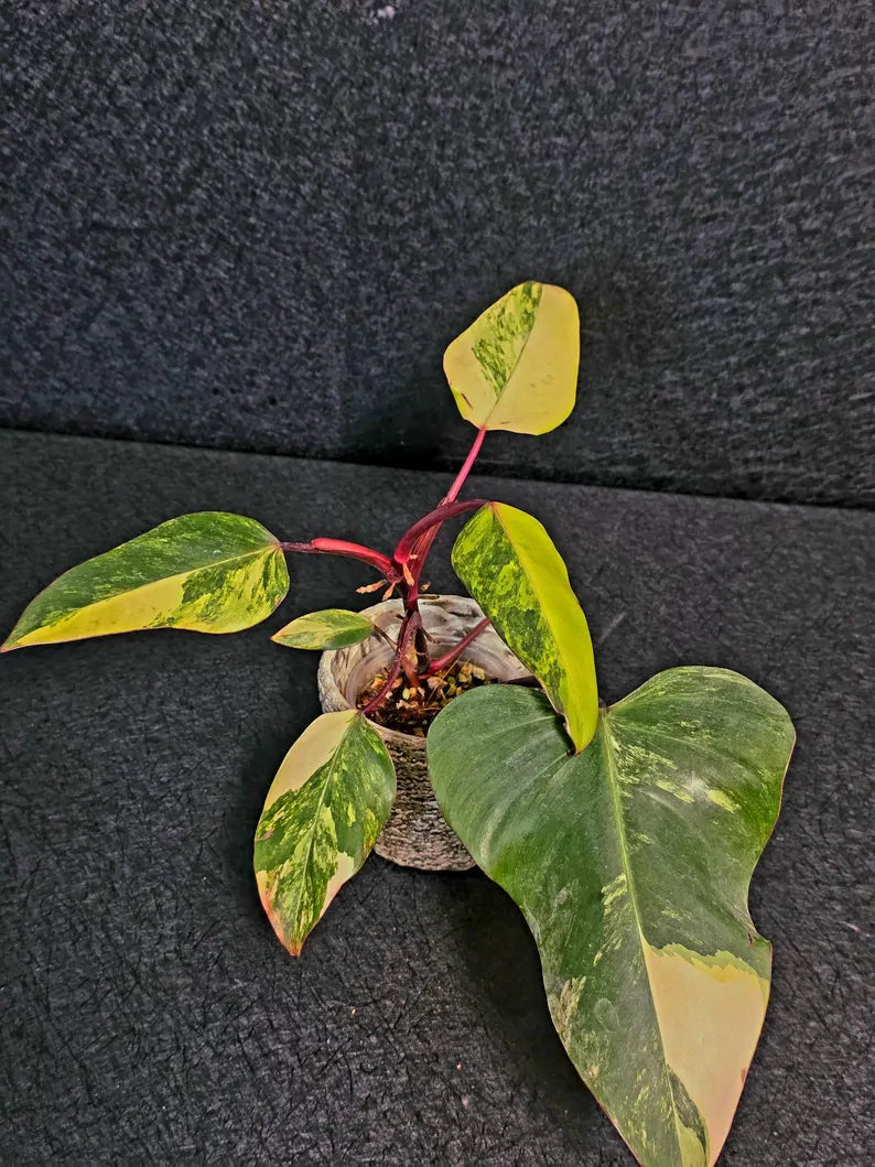 Variegated Philodendron Strawberry Shake Live Plant - Rare Collector Plant - EXACT Plant - US Seller