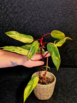 Variegated Philodendron Strawberry Shake Live Plant - Rare Collector Plant - EXACT Plant - US Seller