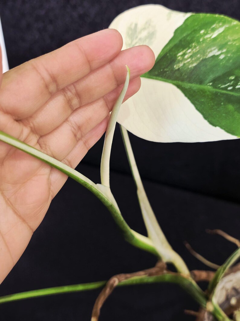 Variegated Monstera Albo EXACT Live Plant - Indoor White Monstera Albo Borsigiana Plant - Albo Baby Leaf Plant - Rare Houseplant - US Seller