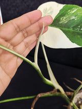 Variegated Monstera Albo EXACT Live Plant - Indoor White Monstera Albo Borsigiana Plant - Albo Baby Leaf Plant - Rare Houseplant - US Seller