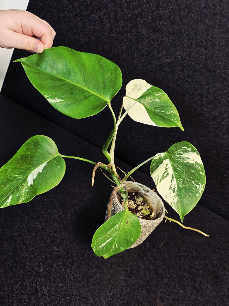 Variegated Monstera Albo EXACT Live Plant - Indoor White Monstera Albo Borsigiana Plant - Albo Baby Leaf Plant - Rare Houseplant - US Seller