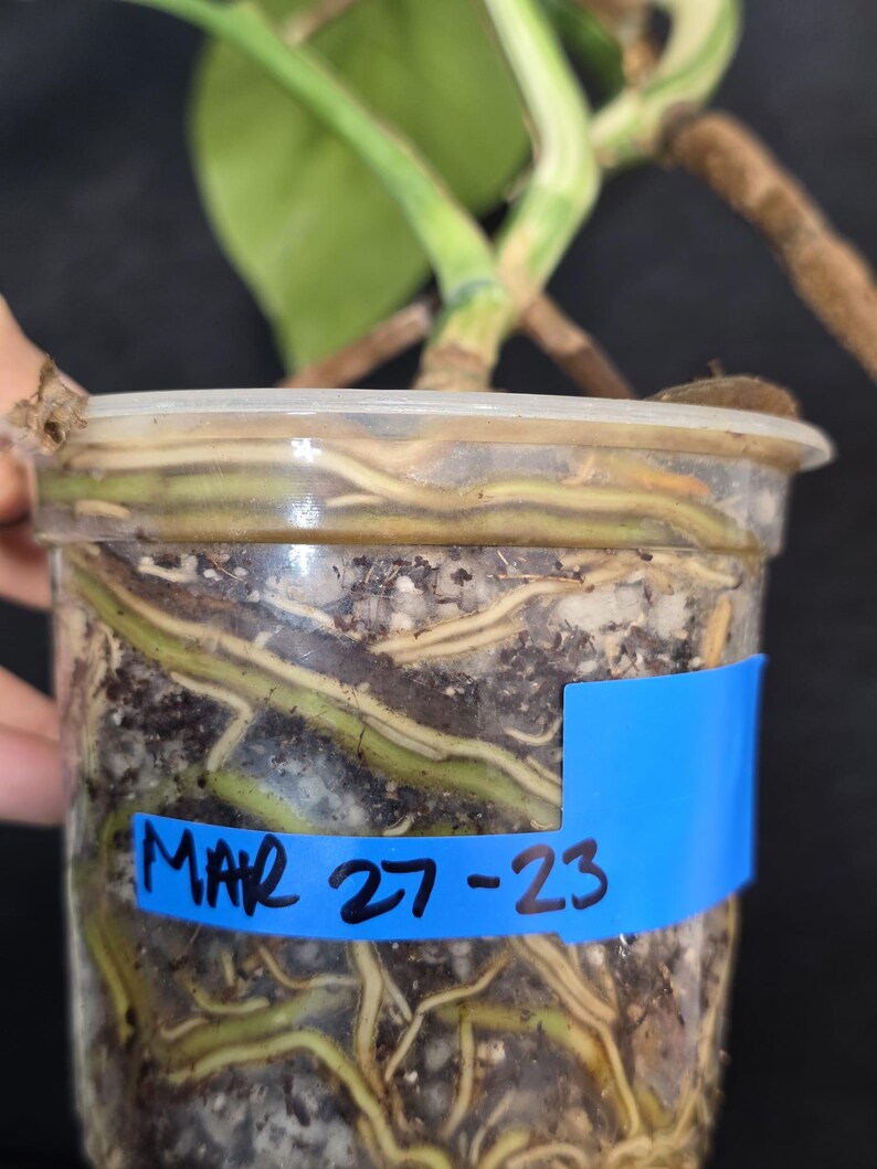 Variegated Monstera Albo EXACT Live Plant - Indoor White Monstera Albo Borsigiana Plant - Albo Baby Leaf Plant - Rare Houseplant - US Seller