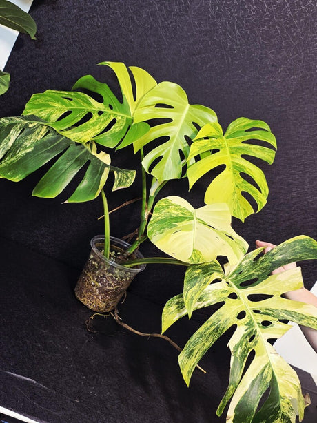 Monstera Aurea Variegated Borsigiana Live plant - Monstera Marmota Large Form - EXACT Same Plant - US Seller