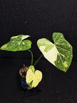 Tropical Plant