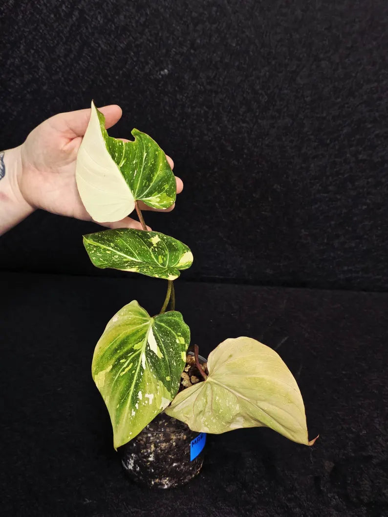 Gloriousum Variegata