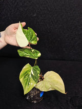 Gloriousum Variegata
