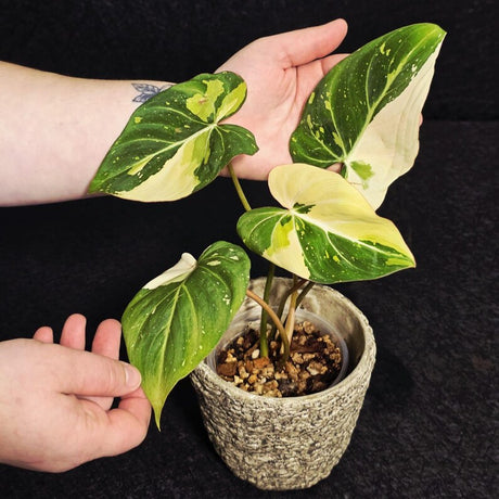 Gloriousum Variegata