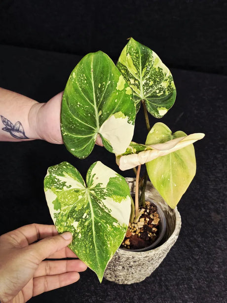 Gloriousum Variegata