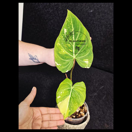 Gloriousum Variegata