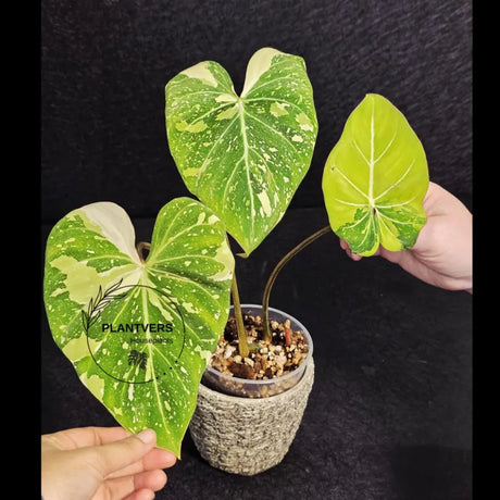 Super Rare Plants