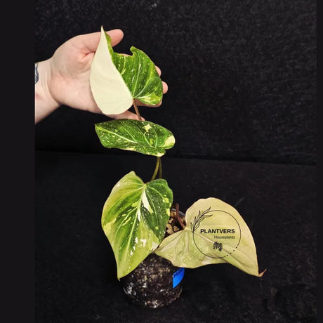 philodendron