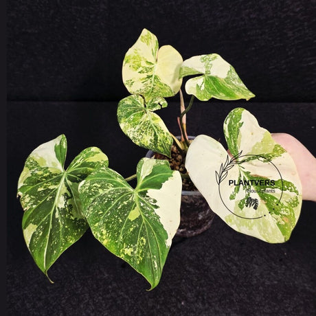 Gloriousum Variegata