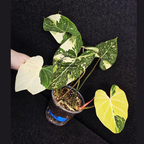 Gloriousum Variegata