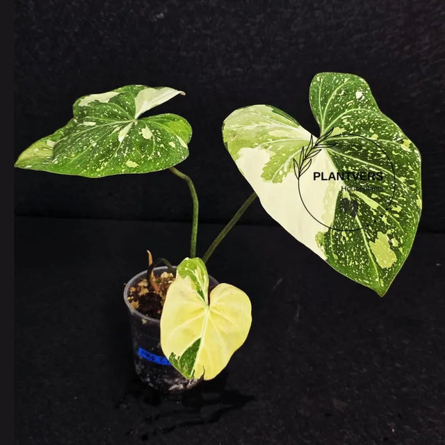 Gloriousum Variegata